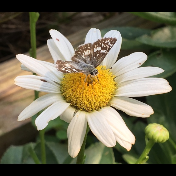 🦋Meet Your Posh Ambassador, Ellen🦋 - Picture 1 of 11